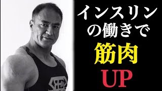 [Increasing muscle mass] What is the mechanism by which insulin leads to muscle building?