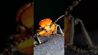 කෘමි සතුන් ගේ වැඩ