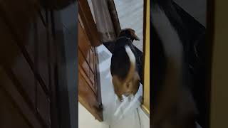 #pets #dogowner #funny #beaglecrew #petdog #beagle #short #comedy #