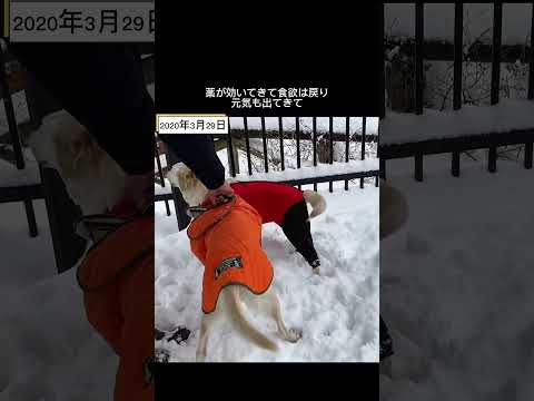 老犬との生活#愛犬#犬のいる暮らし #大型犬 #前庭疾患