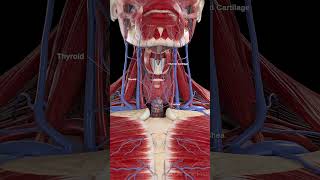 🌟 The Thyroid Gland: Your Body’s Metabolic Regulator 🌟 #anatomy