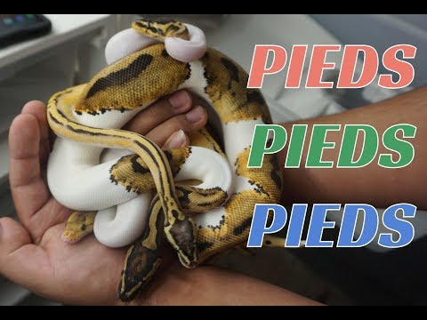 PIEDS, PIEDS, & PIED COMBOS- BALL PYTHON MORPHS