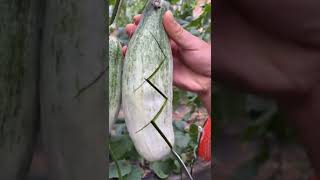 #shortvideo #shorts #fruit #fruitcutting #newfruit #newfruit #shortsyoutube