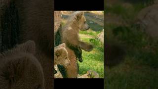 The threat to you may be the single Uncle Bear next door. #animals #wildlife #shorts