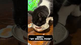 Mindy loves her special food. #catcare #petcare