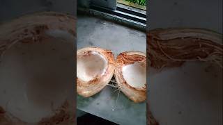 #beautiful coconut sas#dav sas#shorts#viral