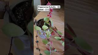 Which one is your favorite? #planthaul #shorts #facebookmarketplace #orchid peperomia #dragontail