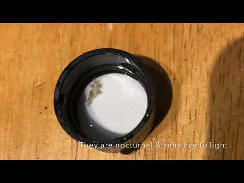 Aiptasia removed by  Berghia Nudibranch part 3