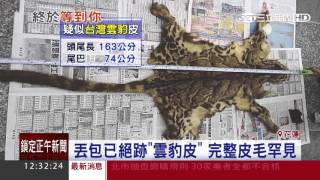丟包已絕跡「雲豹皮」　完整皮毛罕見｜三立新聞台