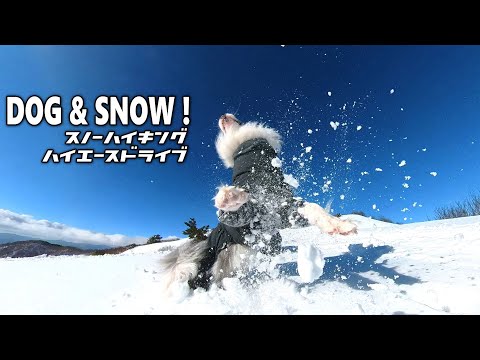 【ハイエース/スノーハイク下蒜山】白銀の下蒜山で白黒ワンコたちに癒される