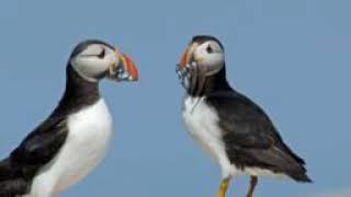 Lundy Islands Seabirds Threefold Following Rat Remove