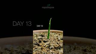Growing GINGER Bought From Grocery Store #timelapse