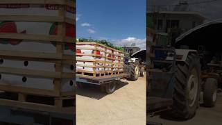 Greek watermelon exports