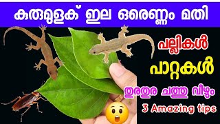 പല്ലികൾ ഓരോന്ന് ഓരോന്നായി ചത്തു വീഴാൻ ഒരു ഇല മാത്രം മതി,തട്ടു കടക്കാർ ചെയ്യുന്ന സൂത്രം#lizardremoval