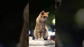 Cat's are stealth mode Ninjas🔥 🥷🏻 #doyouknow #animals #factsonly #facts #wildanimals #historytok