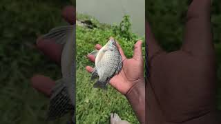 eturning a Little Fish to Its Natural Habitat! 🌱 #shorts #fish #animals