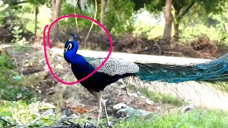 Ye Pecock Bina Nache Hi Kitma Idhar Udhar Ghumts Hai ? #techearth,#excitedpeacock,