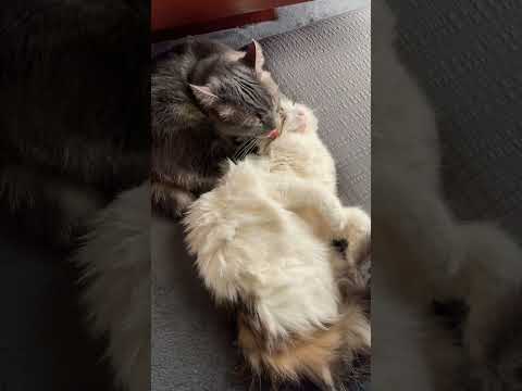 【お世話好きな猫】美麗の事を毛づくろいしてあげる銀太🐈‍⬛(Grooming a cat)#cat #猫のいる暮らし #ねこのいる生活 #cute #猫 #catlover