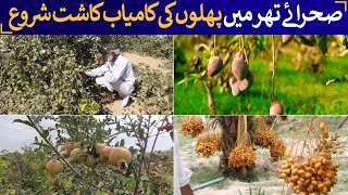 Thar Desert Turns GREEN! Pakistan’s New Fruit Farming Miracle! | Rich Pakistan