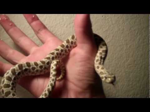 100% het albino hognose