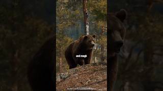 Why does a bear have two layers of skin? #shorts