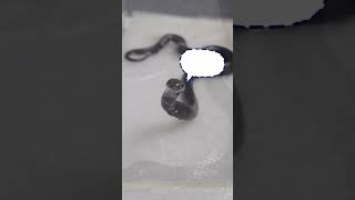 baby snake shedding #reptilelove #snakes #babyreptile #kingsnakes #mexicanblackkingsnake #colubrid