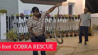 6.5 foot cobra rescue | Russell's viper in water sump @snakeshivamysore @snakeshyammysore