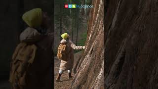 Giant Sequoias #shorts #ngscience