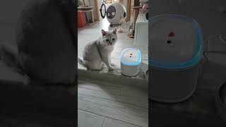 #cat #喵哥是萌新 #cute #貓跳台 . #貓眼觀察室 #kitten #貓咪日常 #funnycats #cutespets #pets