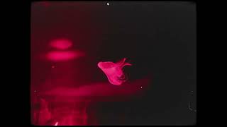 Izzamuzzic - Now or never(Mood video)