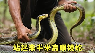 坟山找到一条爱心背纹的眼镜蛇，站起来半米高，攻击速度超快！