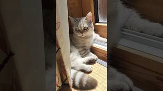窓際モリンの優雅な朝 ＃子猫＃マンチカン＃猫との暮らし＃猫好き＃cats＃ねこ