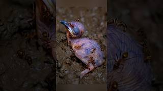 Kindness in Chaos: The Bird That Flew Again