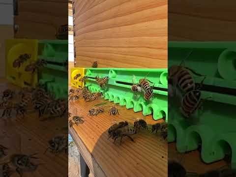 Honey Bees In Spring, Slow Motion Landing #honey #beehive #beewhisperer #backyardbees #beekeeping