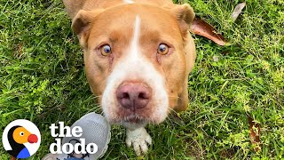 Family’s New House Comes With A Senior Pit Bull Tied Up In The Yard | The Dodo