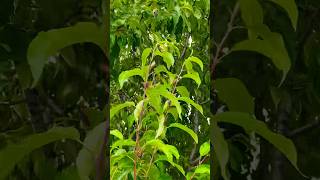 Cicada Mania #buglife #wow #cicadas #cicadas2024 #bugs #omg #viral #shortoftheday #daily