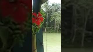 Loboc river cruise #Bohol#rivervibes