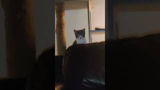 #CKS Storm doesn't like the camera cats and kittens