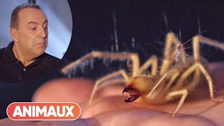 Ce Solifuge étonne Jean-Marc Morandini