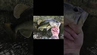 Nothing like a flathead pulling that drag #bbfishing #catchthefever #catfishing #shorts