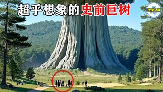 1000人环抱！地球上最大的树，大到超乎想象！最奇特的15种树！丨地球之最#冷知识 #排名 #世界之最#地球之最top#巨树#最惊人的#惊人发现#top10#世界之最top#top15