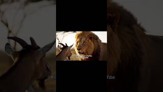 When the Lion Got Hungry... Goat's Worst Da #FunnyFuel"