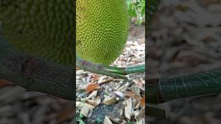 best jackfruit grafting technique #shortsviral #shortvideo #viral #part379