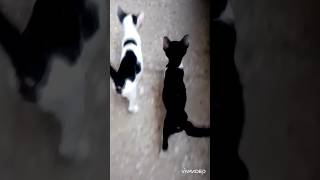 #cat #bodyguard #zsecurity #protect #food #provider