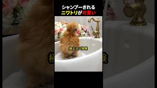 シャンプーされるニワトリが可愛い #ほっこりショート