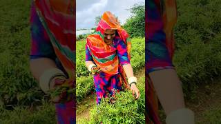 rajsthanisong#new#marwadi#trendingshorts#youtubeshorts#djremix#subscrib#alltime#dj #shorts#yt#viral