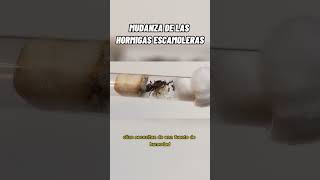 Liometopum Apiculatum #youtubeshorts #hormigaescamolera #escamoles #hormigas #ants #pet #ant #insect