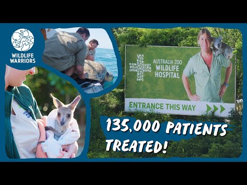 Astounding achievements at the Australia Zoo Wildlife Hospital