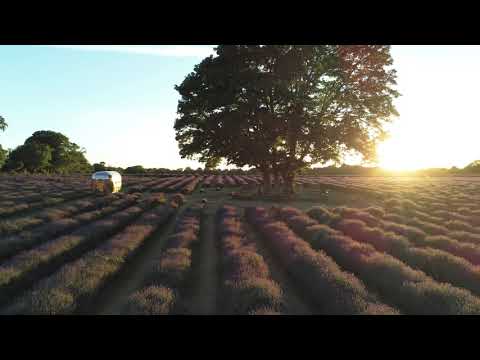 Mayfield Lavender at Sunset