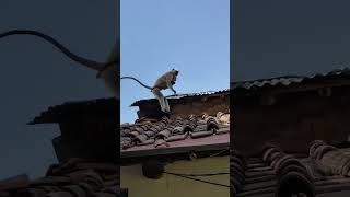 Bajrang jai shree Ram #trending #viral #ytshort #bandar #bajrang #statusvideo #monkey #ram #shri #yt